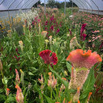 Load image into Gallery viewer, Celosia, &#39;Supercrest and Friends&#39;
