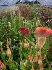 Load image into Gallery viewer, Celosia, &#39;Supercrest and Friends&#39;
