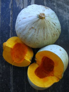 Winter Squash, 'Oregon Homestead Sweet Meat'