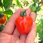 Load image into Gallery viewer, Tomato, &#39;Gardener&#39;s Sweetheart&#39;
