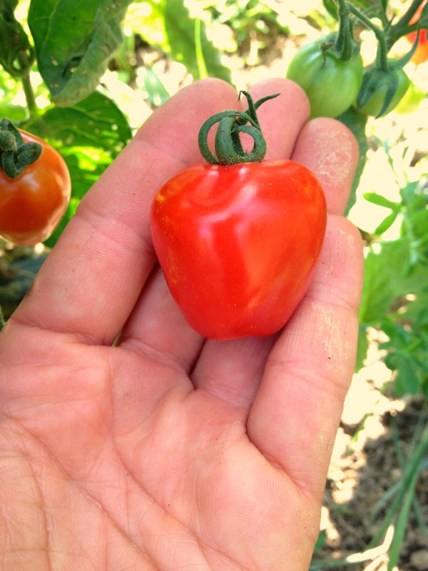 Tomato, 'Gardener's Sweetheart'