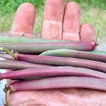 Load image into Gallery viewer, Bean, Bush Snap &#39;Tanya&#39;s Pink Pod&#39;
