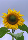 Sunflower 'Tarahumara'