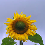Load image into Gallery viewer, Sunflower &#39;Tarahumara&#39;
