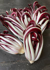 Radicchio (Tardivo), 'Incantatore'