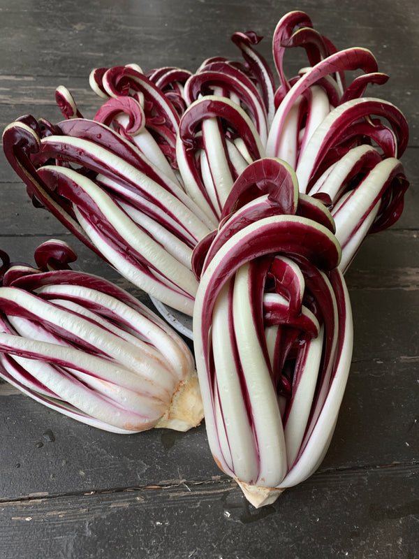 Radicchio (Tardivo), 'Incantatore'