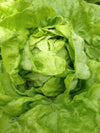 Lettuce, 'Tennis Ball'