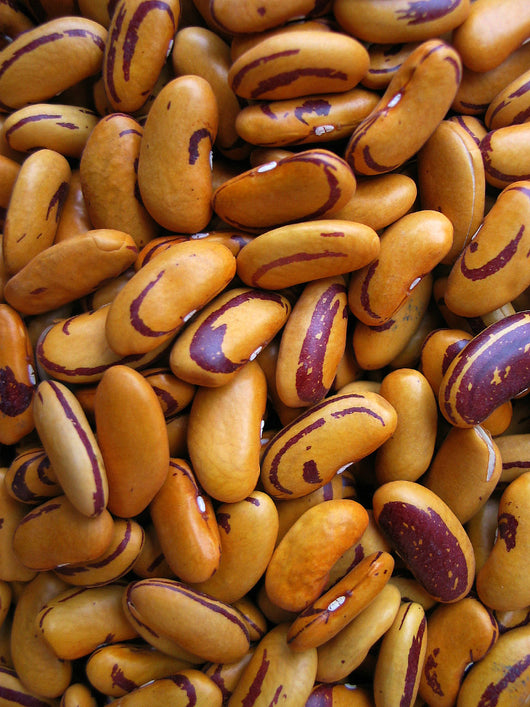 Bean, Bush Dry, 'Tiger's Eye'