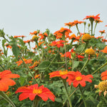 Load image into Gallery viewer, Sunflower, Mexican, &#39;Torch&#39;
