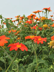 Load image into Gallery viewer, Sunflower, Mexican, &#39;Torch&#39;
