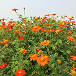 Load image into Gallery viewer, Sunflower, Mexican, &#39;Torch&#39;
