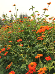 Load image into Gallery viewer, Sunflower, Mexican, &#39;Torch&#39;
