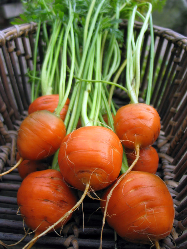 Carrot, 'Tonda di Parigi'