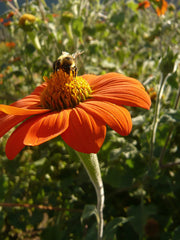 Load image into Gallery viewer, Sunflower, Mexican, &#39;Torch&#39;
