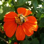 Load image into Gallery viewer, Sunflower, Mexican, &#39;Torch&#39;
