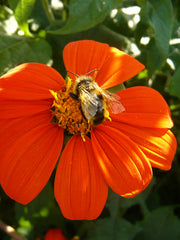 Load image into Gallery viewer, Sunflower, Mexican, &#39;Torch&#39;
