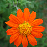 Load image into Gallery viewer, Sunflower, Mexican, &#39;Torch&#39;
