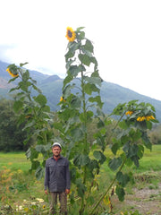 Load image into Gallery viewer, Sunflower &#39;Transylvanian Giant&#39;
