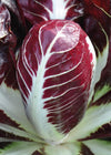 Radicchio (Rosso di Treviso Precoce), 'Pacifico'