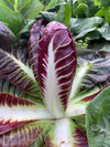 Radicchio (Rosso di Treviso Precoce), 'Regina Rossa'