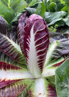 Radicchio (Rosso di Treviso Precoce), 'Regina Rossa'