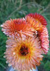 Calendula, 'Zeolights'