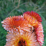 Load image into Gallery viewer, Calendula, &#39;Zeolights&#39;
