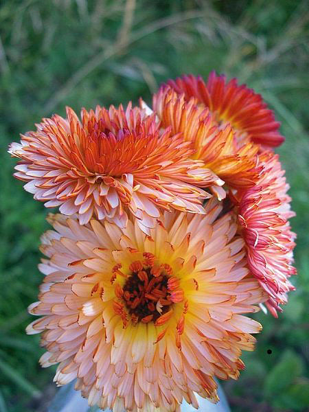 Calendula, 'Zeolights'