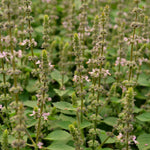 Load image into Gallery viewer, Basil, &#39;Tulsi&#39; (Sacred Basil, Holy Basil)
