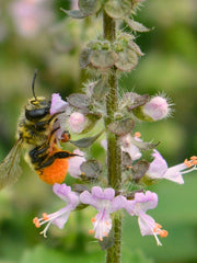 Load image into Gallery viewer, Basil, &#39;Tulsi&#39; (Sacred Basil, Holy Basil)
