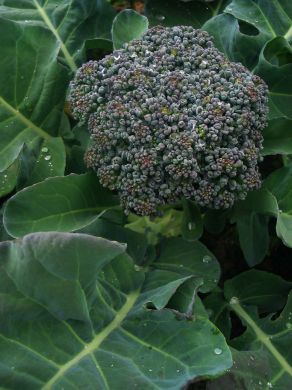 Broccoli, 'Umpqua'