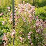 Load image into Gallery viewer, Sweet Pea, &#39;Wiltshire Ripple&#39;

