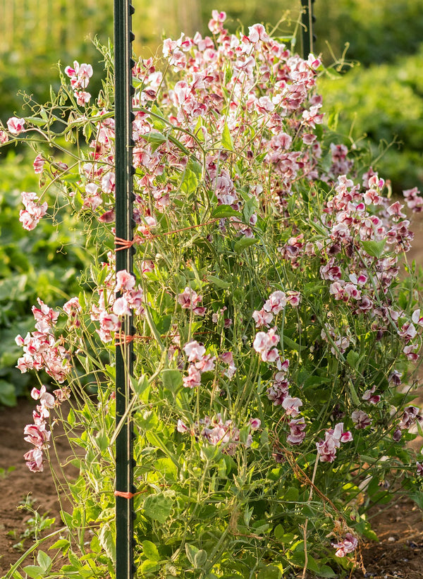 Sweet Pea, 'Wiltshire Ripple'