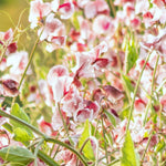 Load image into Gallery viewer, Sweet Pea, &#39;Wiltshire Ripple&#39;
