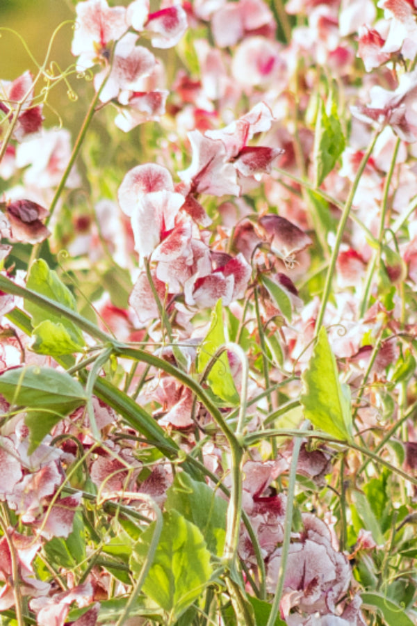 Sweet Pea, 'Wiltshire Ripple'