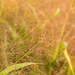 Load image into Gallery viewer, Ornamental Grass, &#39;Frosted Explosion&#39;
