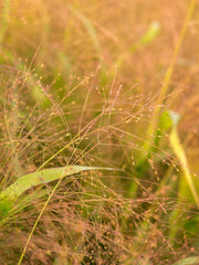 Load image into Gallery viewer, Ornamental Grass, &#39;Frosted Explosion&#39;
