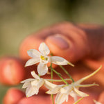 Load image into Gallery viewer, Larkspur, &#39;White Cloud&#39;
