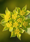 Bupleurum, 'Green Gold'