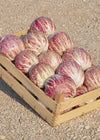 Radicchio (Variegato di Chioggia), 'Acquerello'