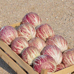 Load image into Gallery viewer, Radicchio (Variegato di Chioggia), &#39;Acquerello&#39;
