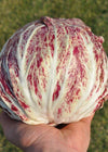 Radicchio (Variegato di Chioggia), 'Acquerello'