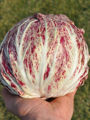 Load image into Gallery viewer, Radicchio (Variegato di Chioggia), &#39;Acquerello&#39;
