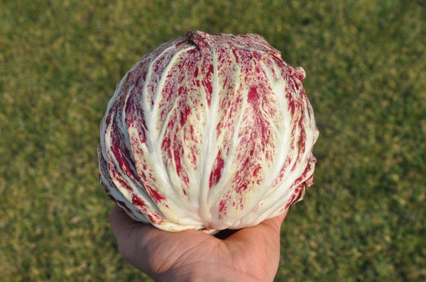 Radicchio (Variegato di Chioggia), 'Acquerello'