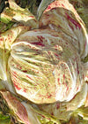 Radicchio (Variegato di Chioggia), 'Acquerello'