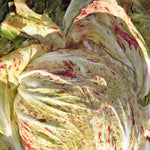Load image into Gallery viewer, Radicchio (Variegato di Chioggia), &#39;Acquerello&#39;

