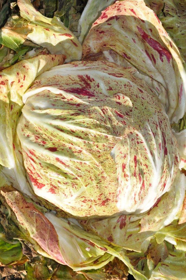 Radicchio (Variegato di Chioggia), 'Acquerello'