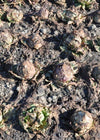 Radicchio (Variegato di Chioggia), 'Acquerello'