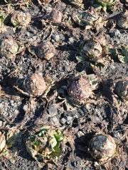 Load image into Gallery viewer, Radicchio (Variegato di Chioggia), &#39;Acquerello&#39;
