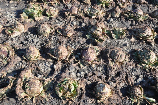 Radicchio (Variegato di Chioggia), 'Acquerello'